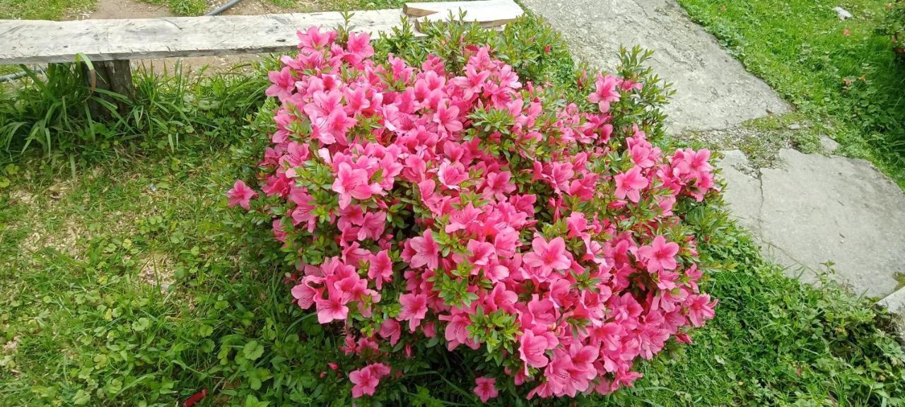 Greenery Homestay ダージリン 部屋 写真